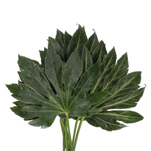 ARALIA SPIDER