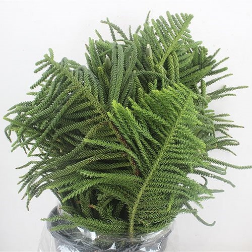 ARAUCARIA ARAUCANA