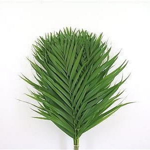 ARECA PALM 100cm
