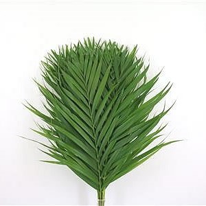 ARECA PALM 80CM