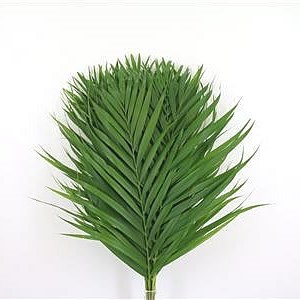 ARECA PALM 60CM