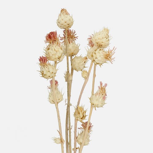 ARTICHOKE SPRAY BLEACHED & DRIED