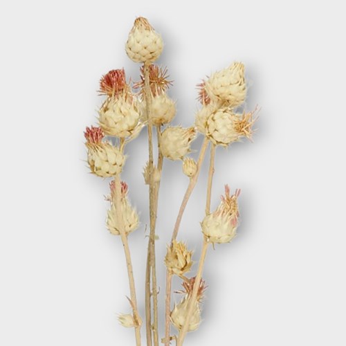 ARTICHOKE SPRAY BLEACHED & DRIED