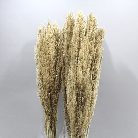 ARUNDO DONAX (DRIED)