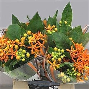 ASCLEPIAS BEATRIX