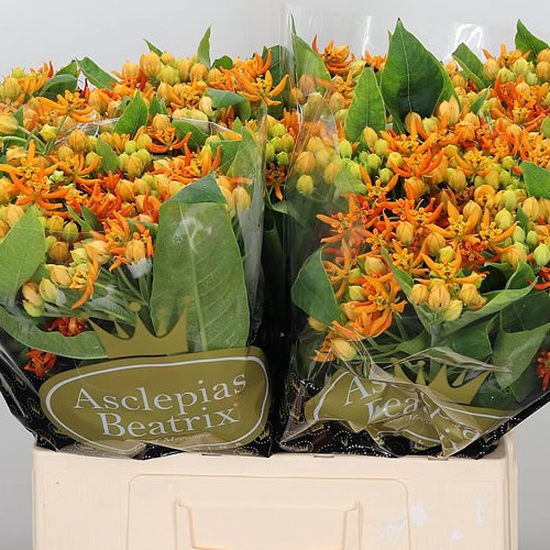 ASCLEPIAS BEATRIX