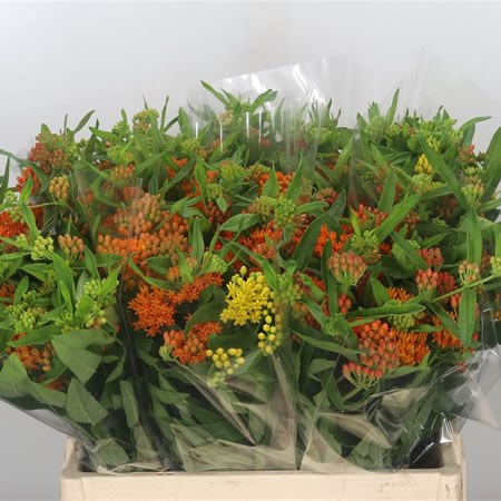 ASCLEPIAS GAY BUTTERFLY