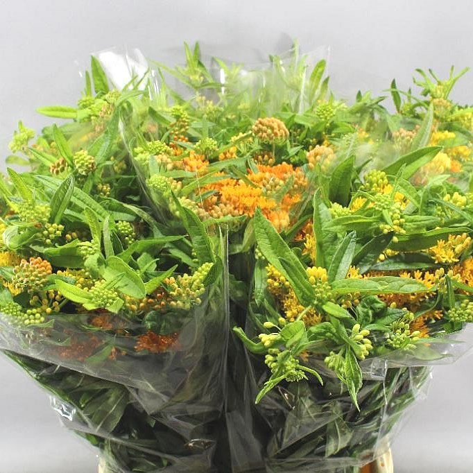 ASCLEPIAS GAY BUTTERFLY