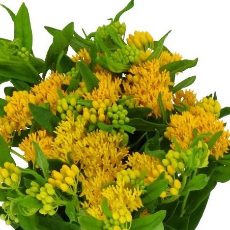 ASCLEPIAS HELLO YELLOW