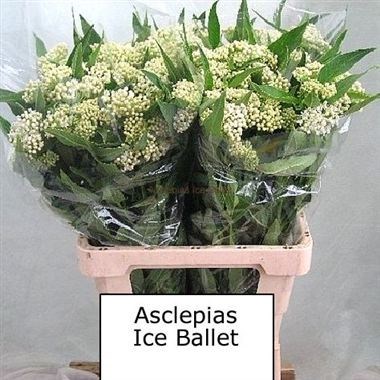 ASCLEPIAS ICE BALLET