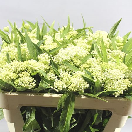 ASCLEPIAS INCARNATA WHITE