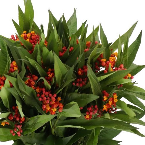 ASCLEPIAS SERENADE