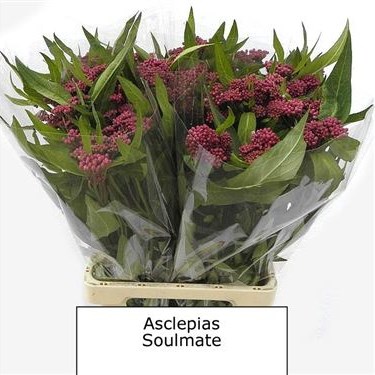 ASCLEPIAS SOULMATE