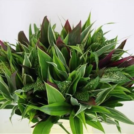 ASIA FOLIAGE MIX