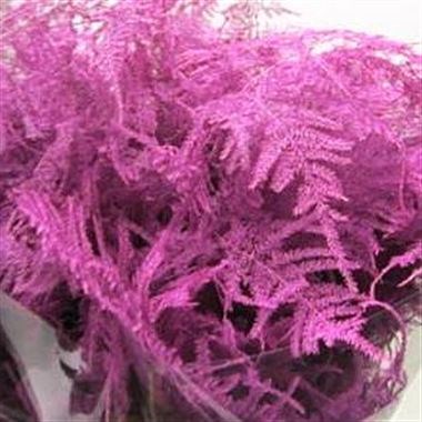 ASPARAGUS FERN DYED CERISE