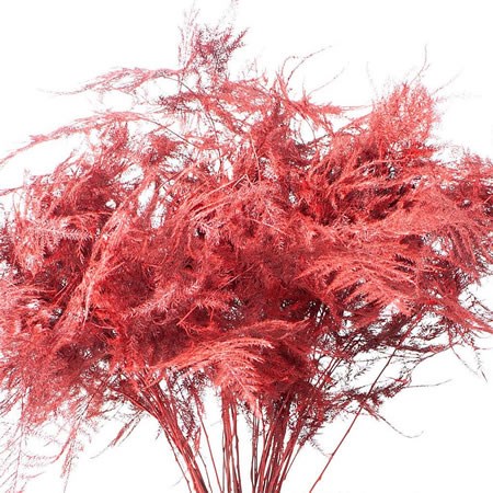 ASPARAGUS FERN DYED RED