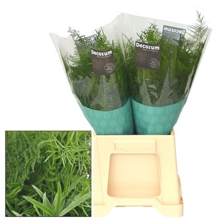 ASPARAGUS EXCLUSIVE MIX