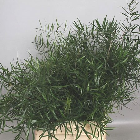 ASPARAGUS FALCATUS