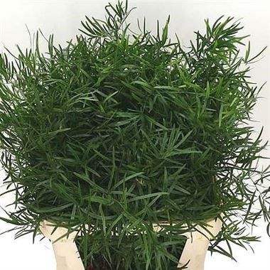ASPARAGUS FALCATUS 65cm | Wholesale Dutch Flowers & Florist Supplies UK