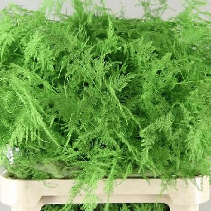 ASPARAGUS FERN DYED GREEN