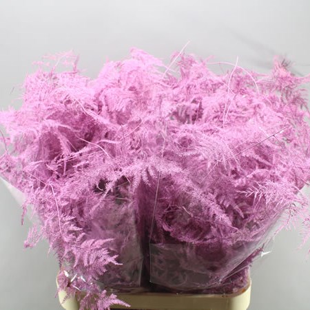 ASPARAGUS FERN DYED LIGHT PINK