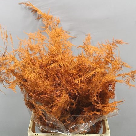 ASPARAGUS FERN DYED ORANGE