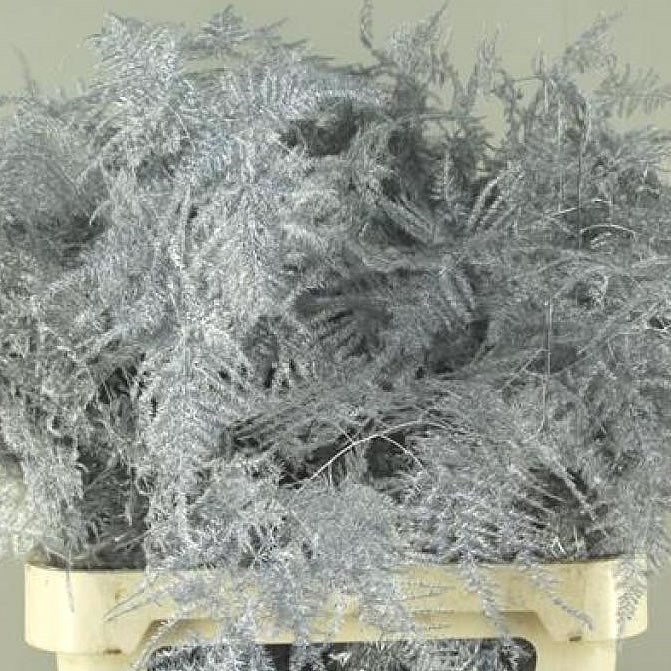 ASPARAGUS FERN DYED SILVER