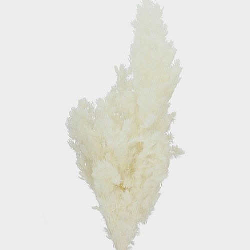 ASPARAGUS MING FERN PRESERVED & BLEACHED
