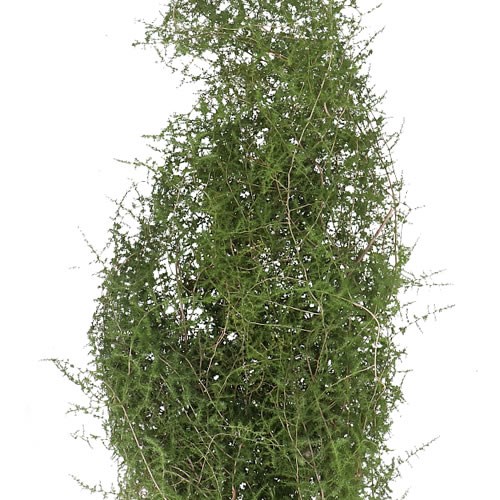 ASPARAGUS SAUVAGE