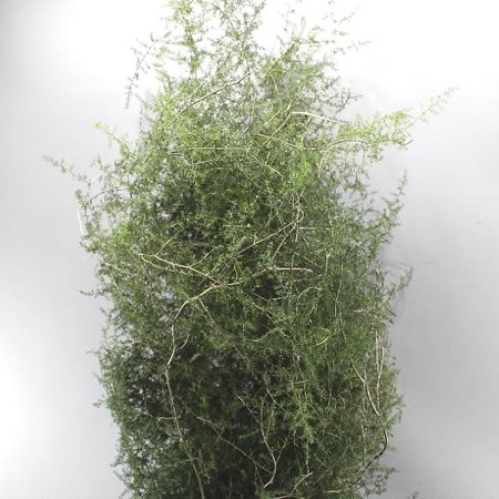 ASPARAGUS SAUVAGE