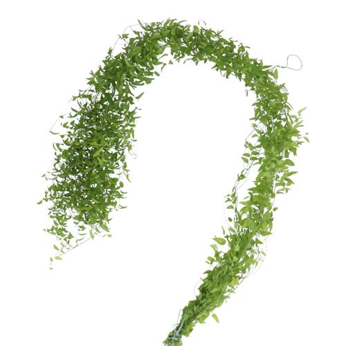 ASPARAGUS SMILAX