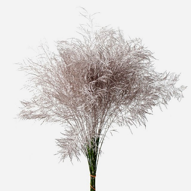 ASPARAGUS TREE FERN DYED CHAMPAGNE