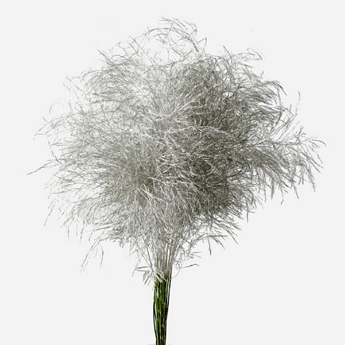 ASPARAGUS TREE FERN DYED PLATINUM