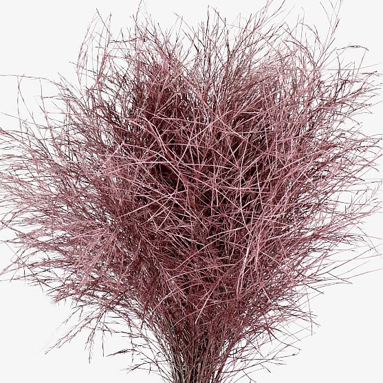 ASPARAGUS TREE FERN DYED ROSE GOLD