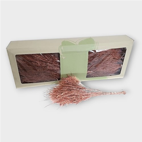 ASPARAGUS TREE FERN PRESERVED COPPER