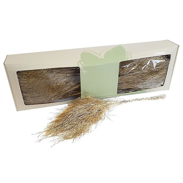 ASPARAGUS TREE FERN PRESERVED GOLD