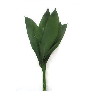 ASPIDISTRA ELATIOR
