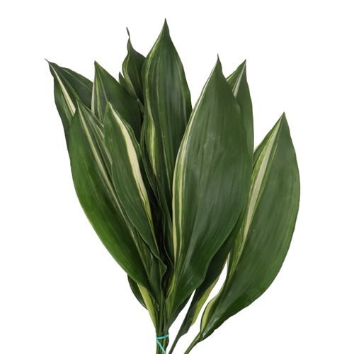 ASPIDISTRA VARIEGATED