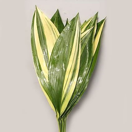 ASPIDISTRA VARIEGATED