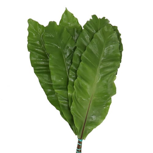 ASPLENIUM BANANA FERN