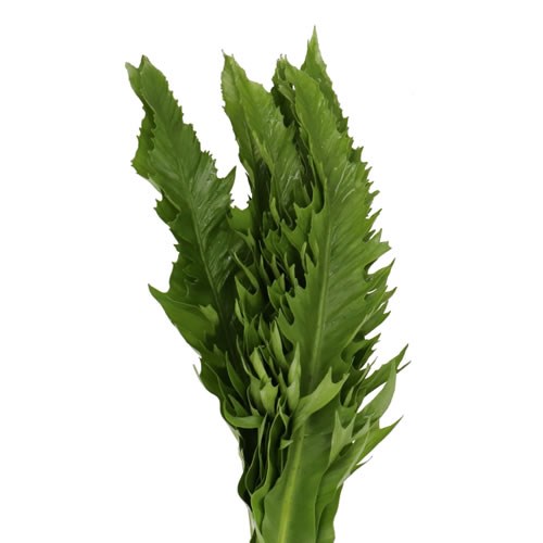 ASPLENIUM GIONA