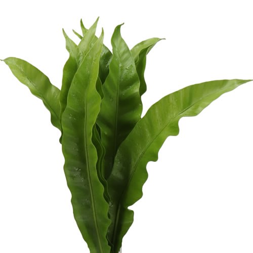 ASPLENIUM KYOTO
