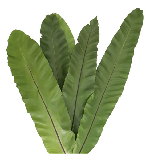 ASPLENIUM NIDUS