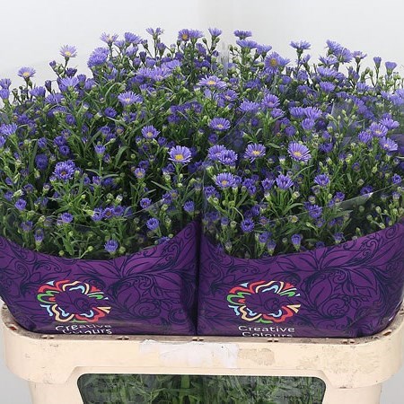 ASTER CASAMARE