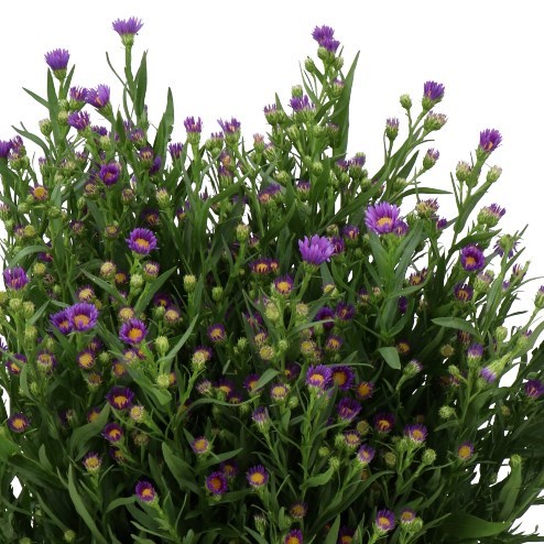 ASTER CASAMARE