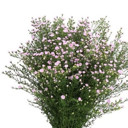 ASTER MINI BABY PINK PEARL