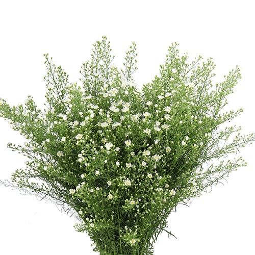 ASTER MONTE CASSINO