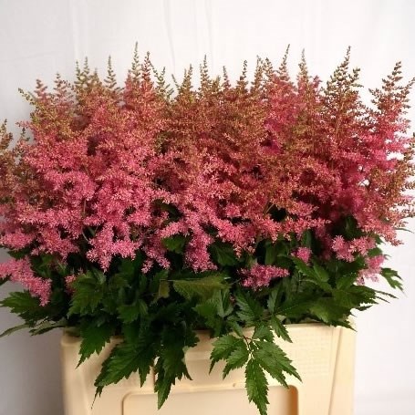 ASTILBE ANITA PFEIFER