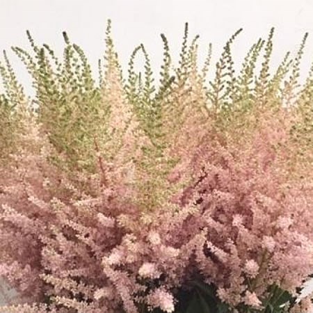 ASTILBE AVALANCHE