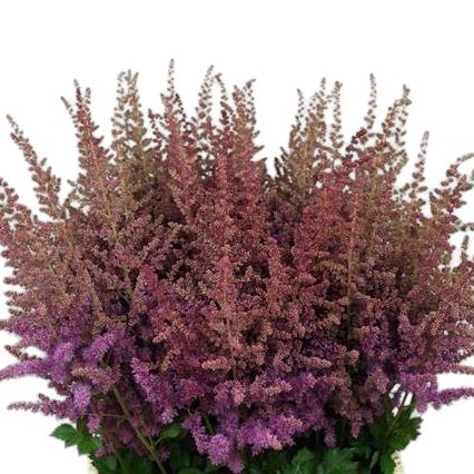 ASTILBE BLACK AND BLUE